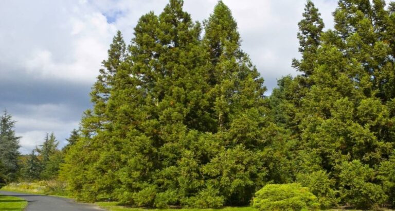 Conifera Cryptomeria japonica