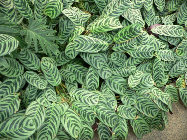 Ctenanthe burle marxii