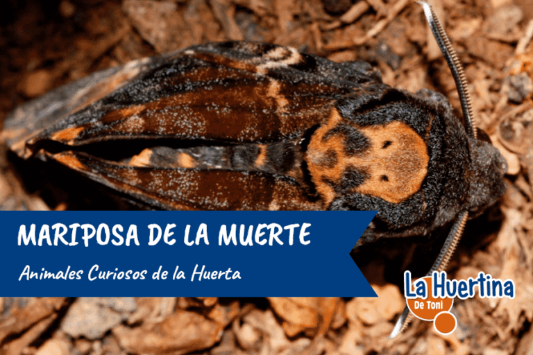 mariposa de la muerte