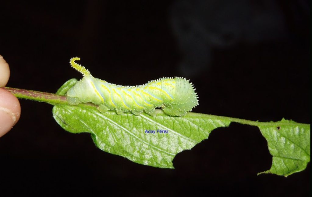 death moth caterpillar