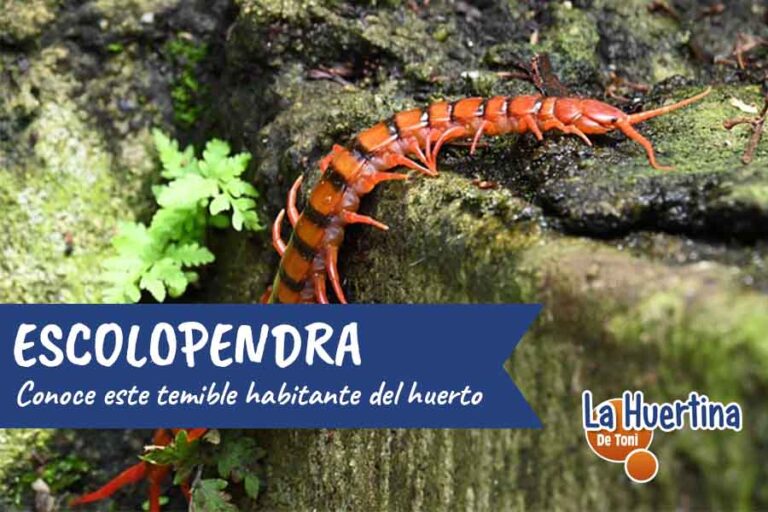 escolopendra picadura