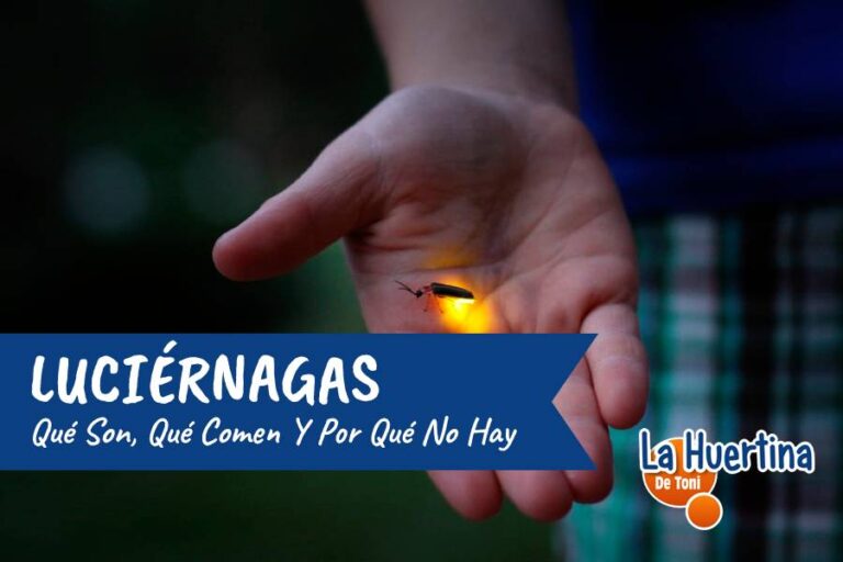 que comen las luciernagas