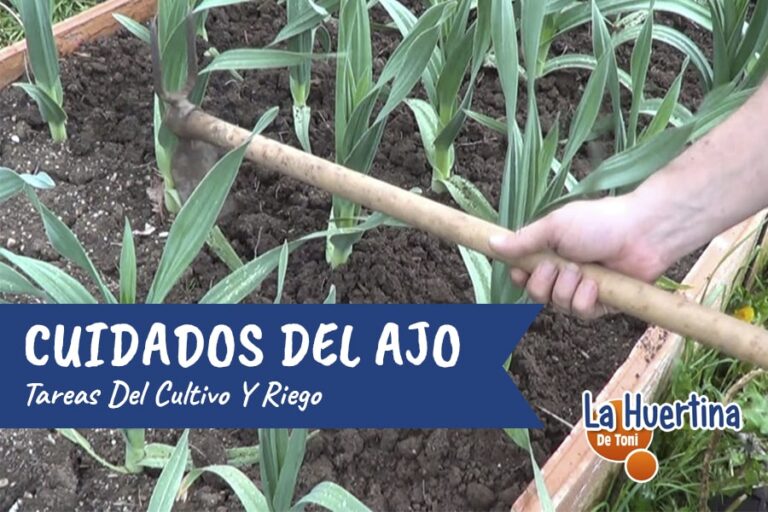 riego de los ajos