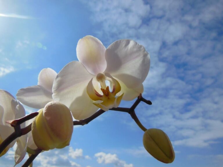 How Much Light Do Phalaenopsis Orchids Need?  –ISBUZZLE
