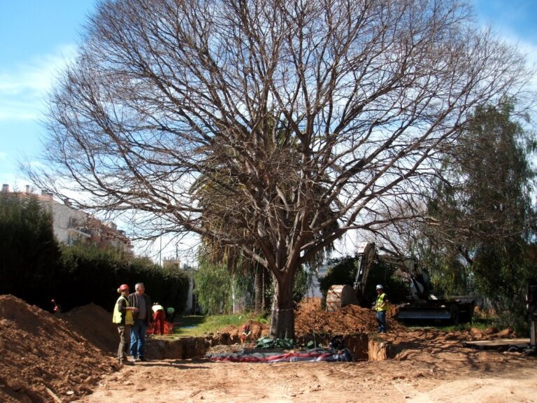trasplantar arboles