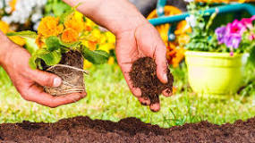 What do you need to plant a flower? What do you need to plant a flower?