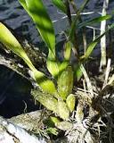 What are orchid bulbs?
