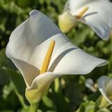 Where is it best to plant callas?