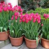 How to revive a bouquet of tulips?