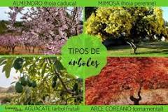 What are the types of trees called?