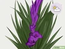 How are gladioli cut?