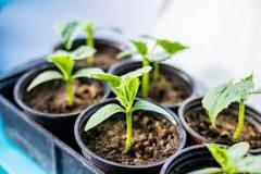 Which plants reproduce by cuttings? Which plants reproduce by cuttings?