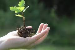 How to transplant a flowering plant?