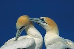 How long should a gannet live?  –ISBUZZLE