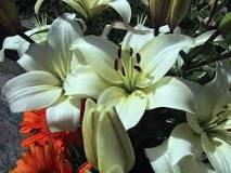 How many times a year do lilies bloom?  –ISBUZZLE