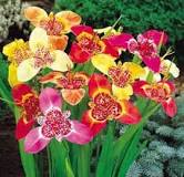 How to breed Tigridia Pavonia?