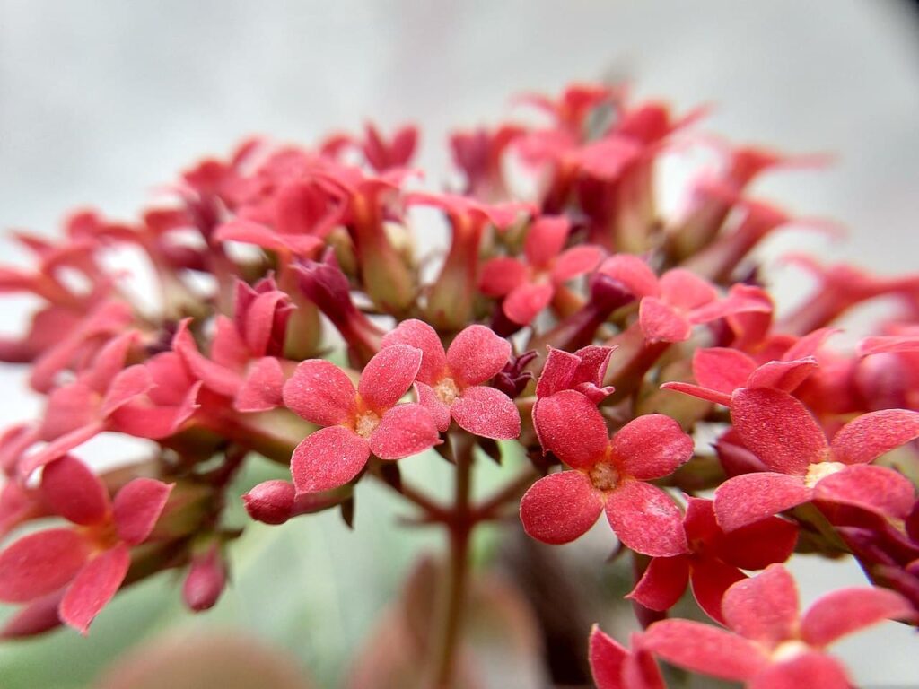 La flor del kalanchoe es vistosa