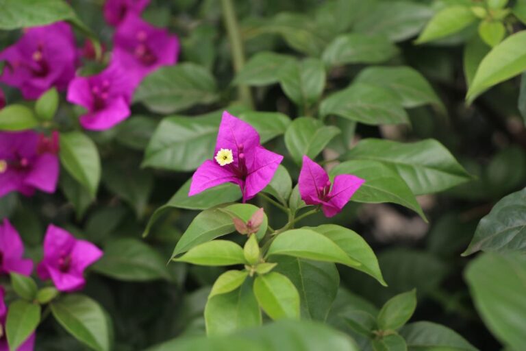 La buganvilla puede estar en una jardinera