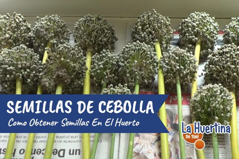 semilla de cebolla