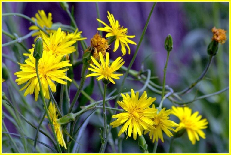 How to grow Escorzonera and Escorzobianca