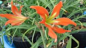 How to plant amaryllis in a pot?
