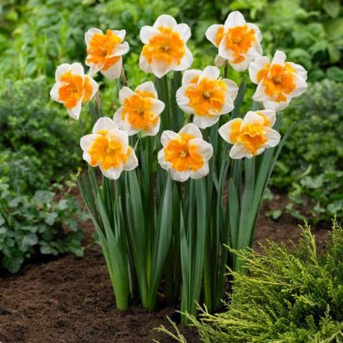 grow neat daffodils