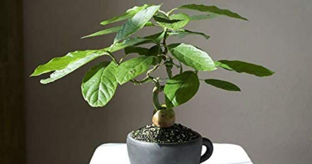 avocado bonsai