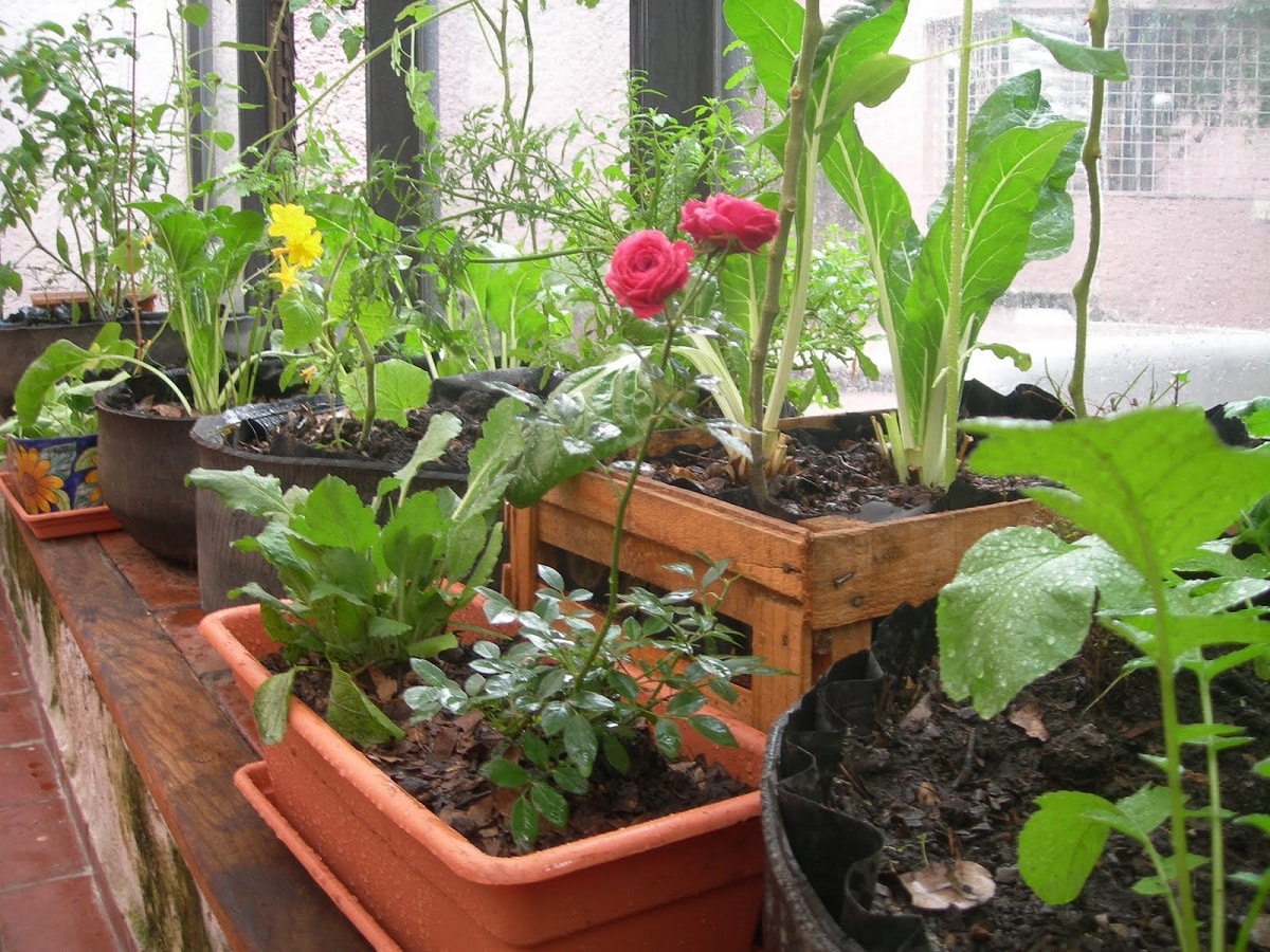 potted crops
