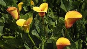 How are colorful callas taken care of? How are colorful callas taken care of?