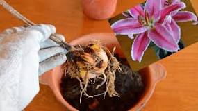 How to plant Lilium bulbs in a pot?  –ISBUZZLE