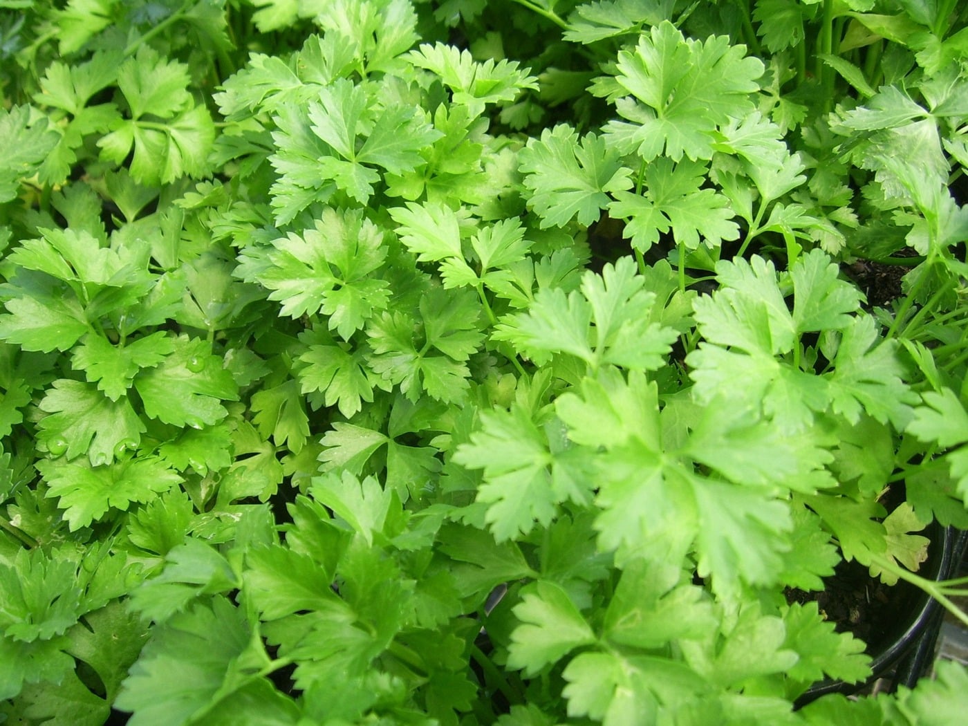 Parsley can be planted in pots
