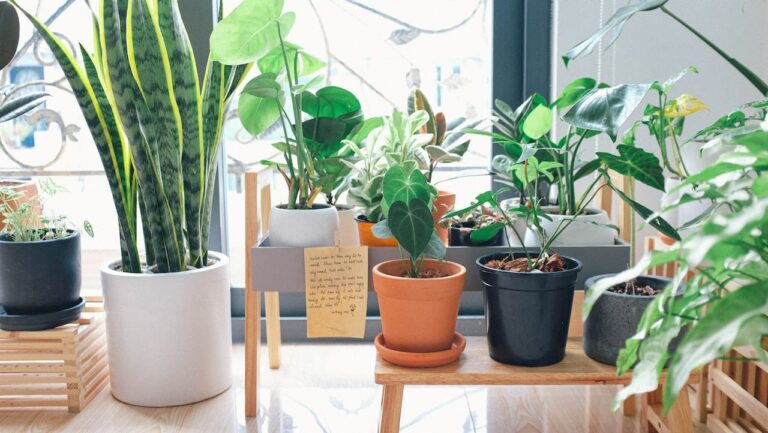 Las plantas se pueden plantar bien en macetas