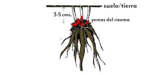 How to plant the peony rhizome?  –ISBUZZLE