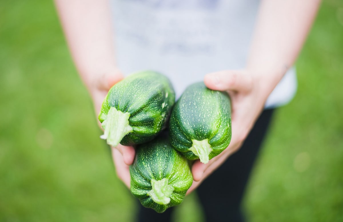 Planting zucchini is easy