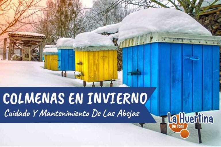 Colmenas en invierno