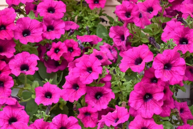 Las surfinias son plantas tropicales