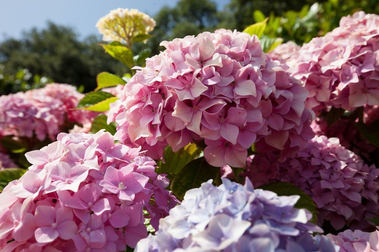Vinegar can be used on hydrangeas