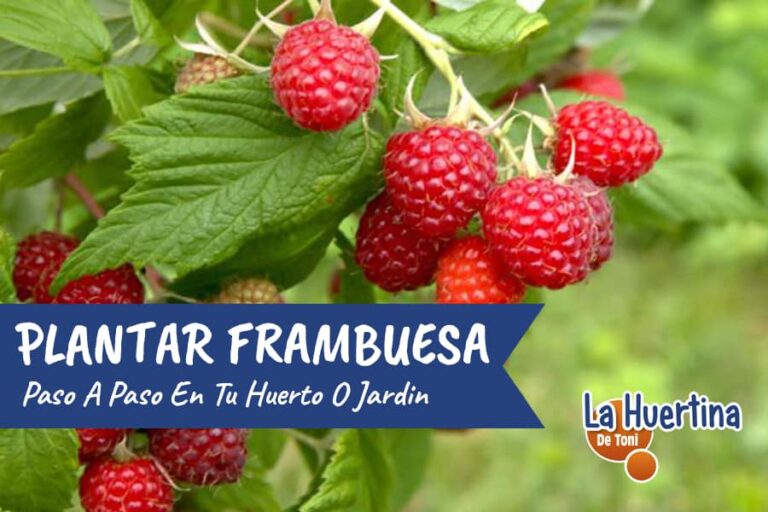 cuando se plantan las frambuesas