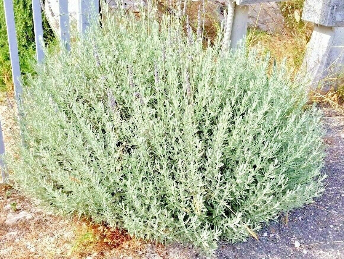 Lavandula allardi is tall