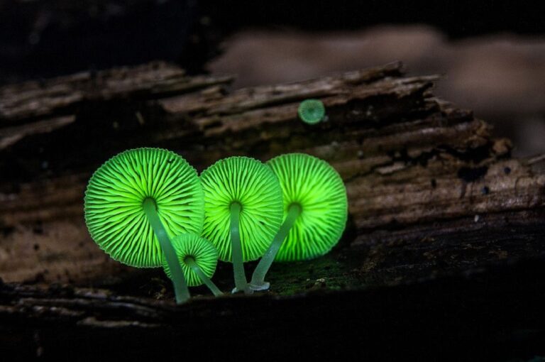 setas brillantes