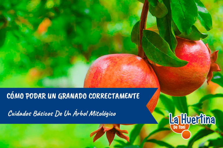 Pomegranate size.