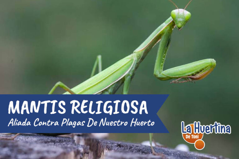 mantis religiosa