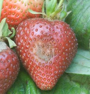 Strawberry diseases: prevention and treatment