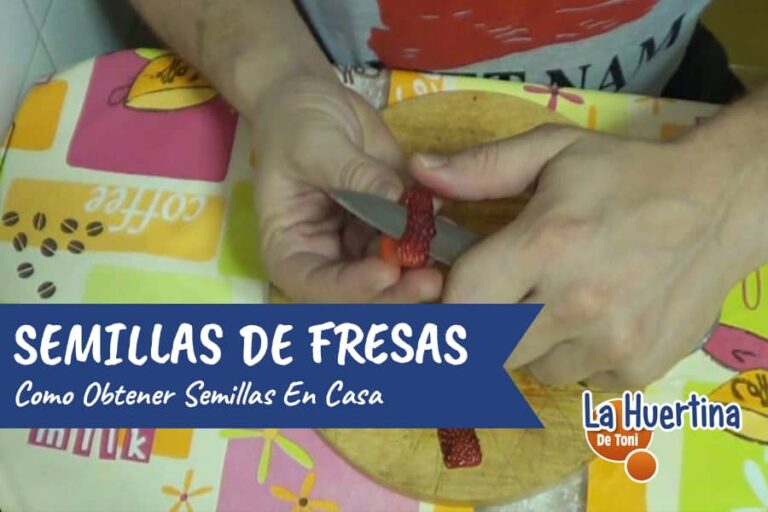 como sacar semillas de frutillas