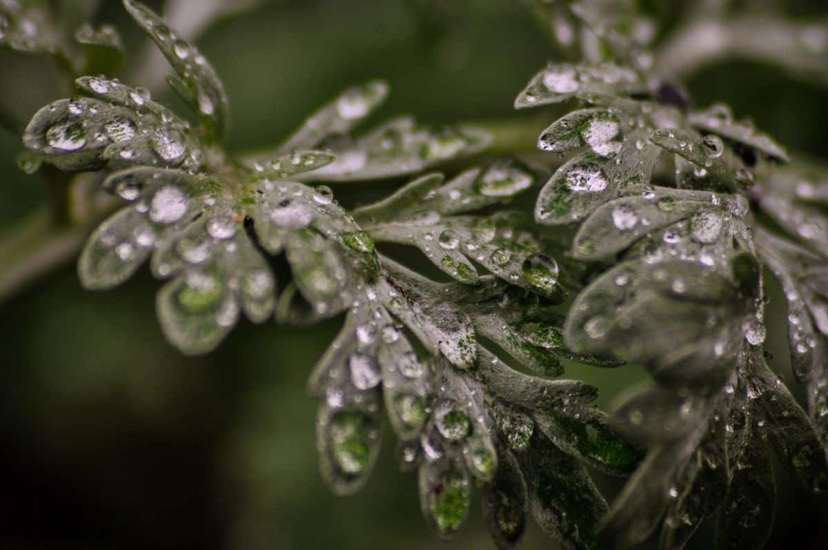 plants that repel wormwood wasps