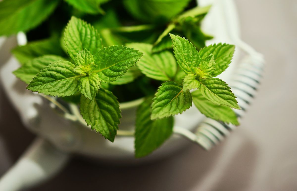 plants that smell of lemon