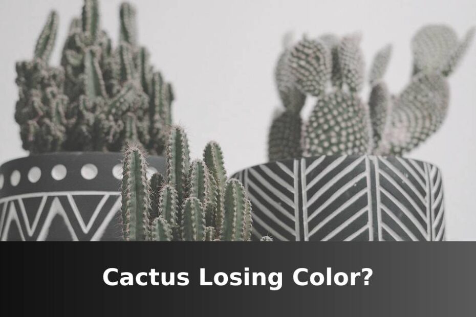 Cacti with faded colors