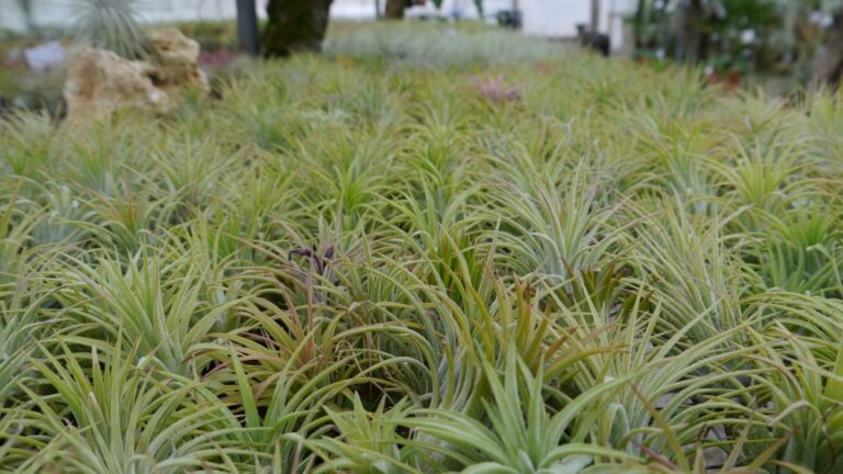 Tillandsia ionantha rubra