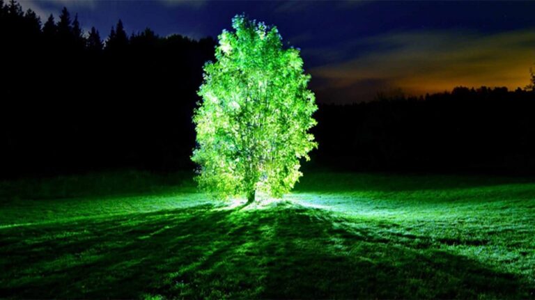 iluminados por plantas