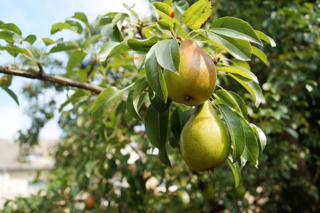 The pear tree can have several diseases